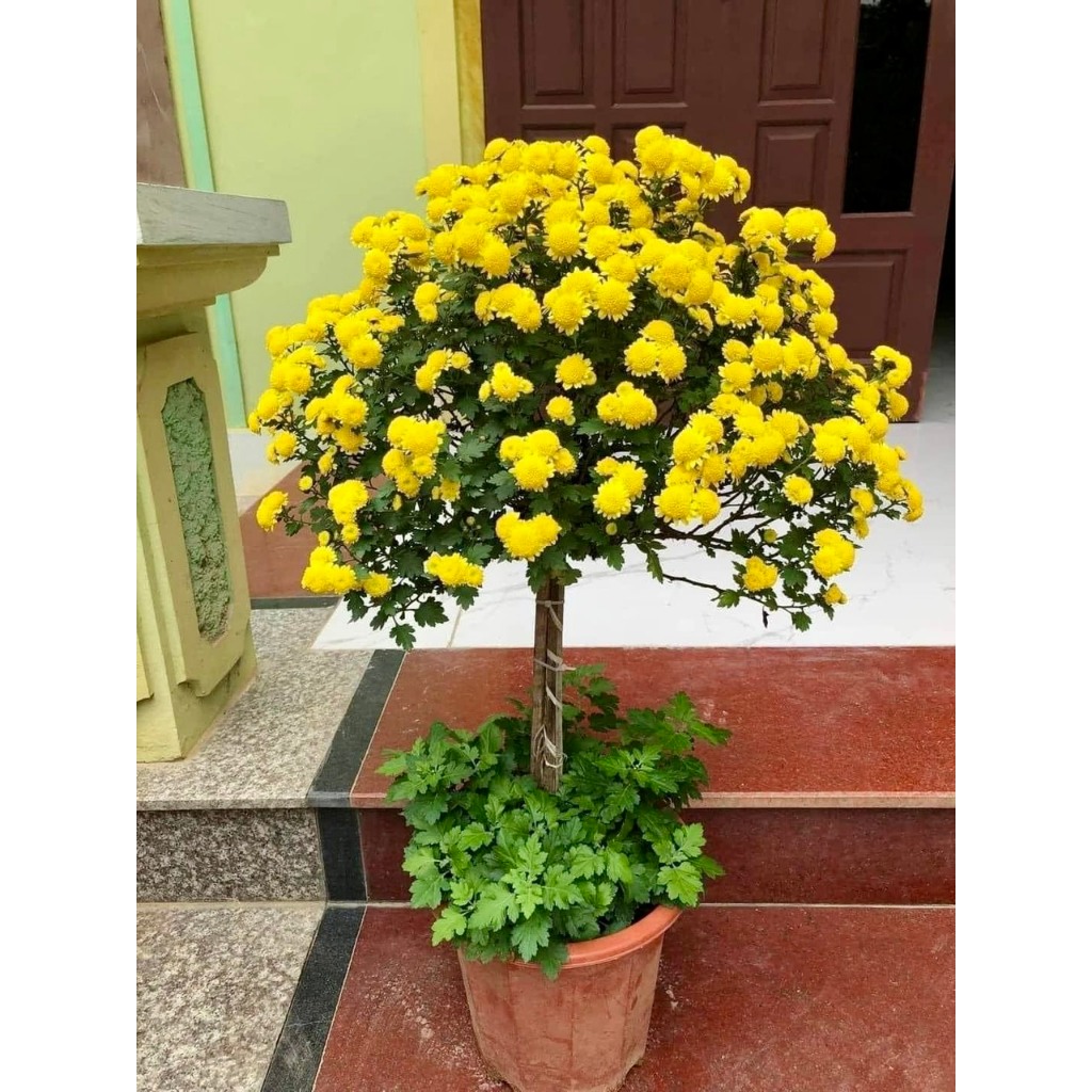Cây cúc mâm xôi dáng tree cao 80cm