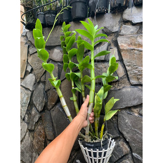 Trung Vi Lượng Cambi Nhật