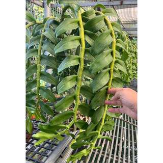 Trung Vi Lượng Cambi Nhật