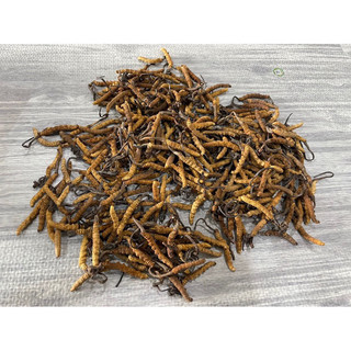 Đông trùng hạ thảo 15gr