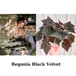 Cây giống hải đường, Begonia Black Velvet