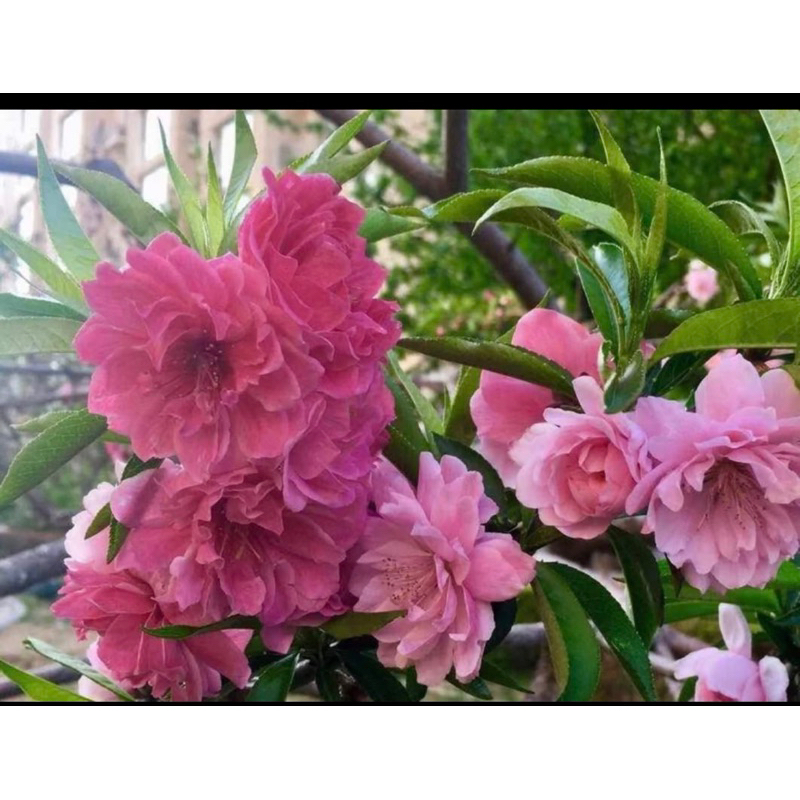 PHÂN BÓN KÍCH THÍCH TRỔ BÔNG, RA HOA ĐỒNG LOẠT