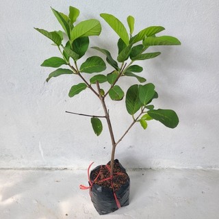 ❤️ CÂY GIỐNG ❤️  Cây Giống Ổi Nữ Hoàng Ngon Giòn Ngọt Siêu Trái Trồng Chậu SAMSON GARDEN