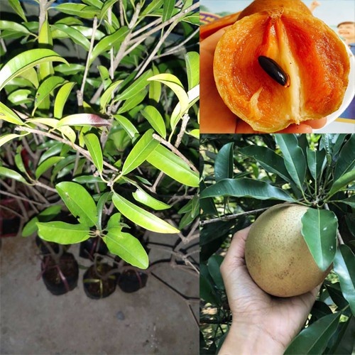 Cây hồng xiêm mexico ( sapoche mexico) giống ghép mau trái(CÂY GIỐNG.VN)