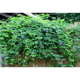 Hoa đậu biếc tươi (hoa kép)