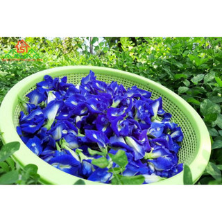 Hoa đậu biếc tươi