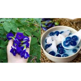 Hoa đậu biếc tươi (hoa kép)