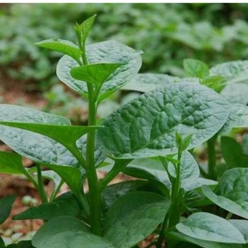 Combo 50 hột rau Mồng Tơi Xanh lá to làm giống