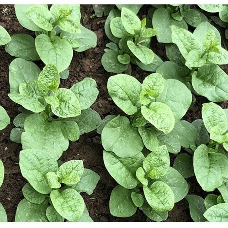 Combo 50 hột rau Mồng Tơi Xanh lá to làm giống