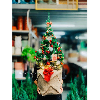 [HOẢ TỐC] Cây sơn tùng trang trí noel (cây thông thật giáng sinh mini)