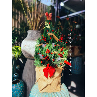 [HOẢ TỐC] Cây sơn tùng trang trí noel (cây thông thật giáng sinh mini)