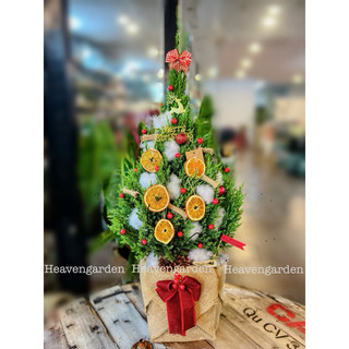 [HOẢ TỐC] Cây sơn tùng trang trí noel (cây thông thật giáng sinh mini)