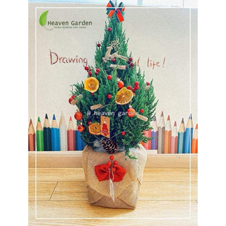 [HOẢ TỐC] Cây sơn tùng trang trí noel (cây thông thật giáng sinh mini)