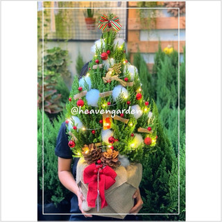 [HOẢ TỐC] Cây sơn tùng trang trí noel (cây thông thật giáng sinh mini)