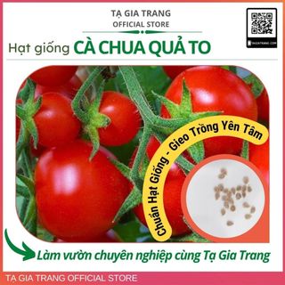 Hạt giống cà chua tròn, quả to