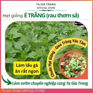 Hạt giống lá é trắng (rau thơm sả - lá é ăn lẩu gà) - Shop hạt giống Tạ Gia Trang