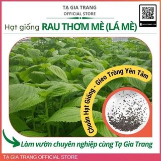 Hạt giống lá mè Hàn Quốc (lá vừng xanh - rau thơm mè Sesame)