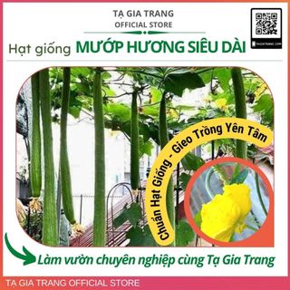 Hạt giống mướp hương siêu dài 1m2