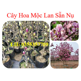 Cây hoa mộc lan chơi tết, siêu nụ -