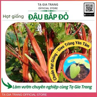 Hạt giống đậu bắp đỏ (mướp tây - đậu bắp tím)
