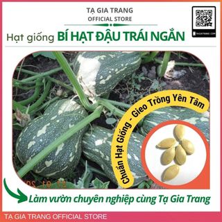 Hạt giống bí hạt đậu trái ngắn thịt dày, ăn rất thơm ngon