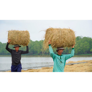 Rơm cuộn trang trí 20 23kg
