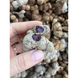 1Kg-Gừng Đen (N ga.i đen,Ng a i tím) Đào Rừng chắc lọi đậm