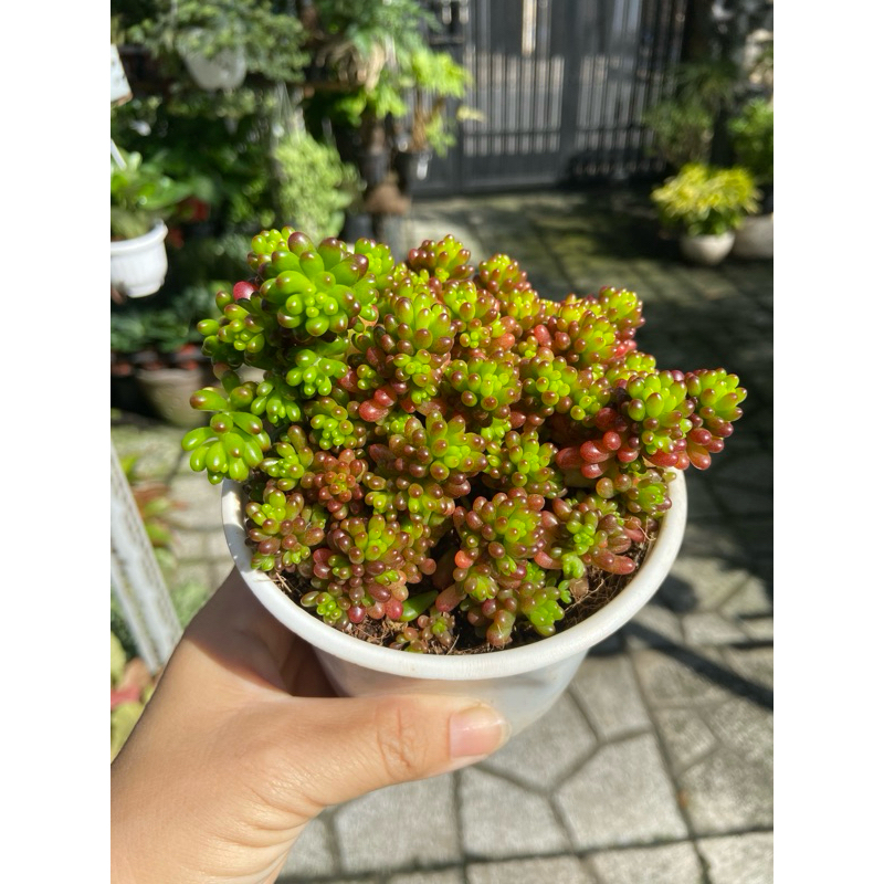 Sen đá size trung3