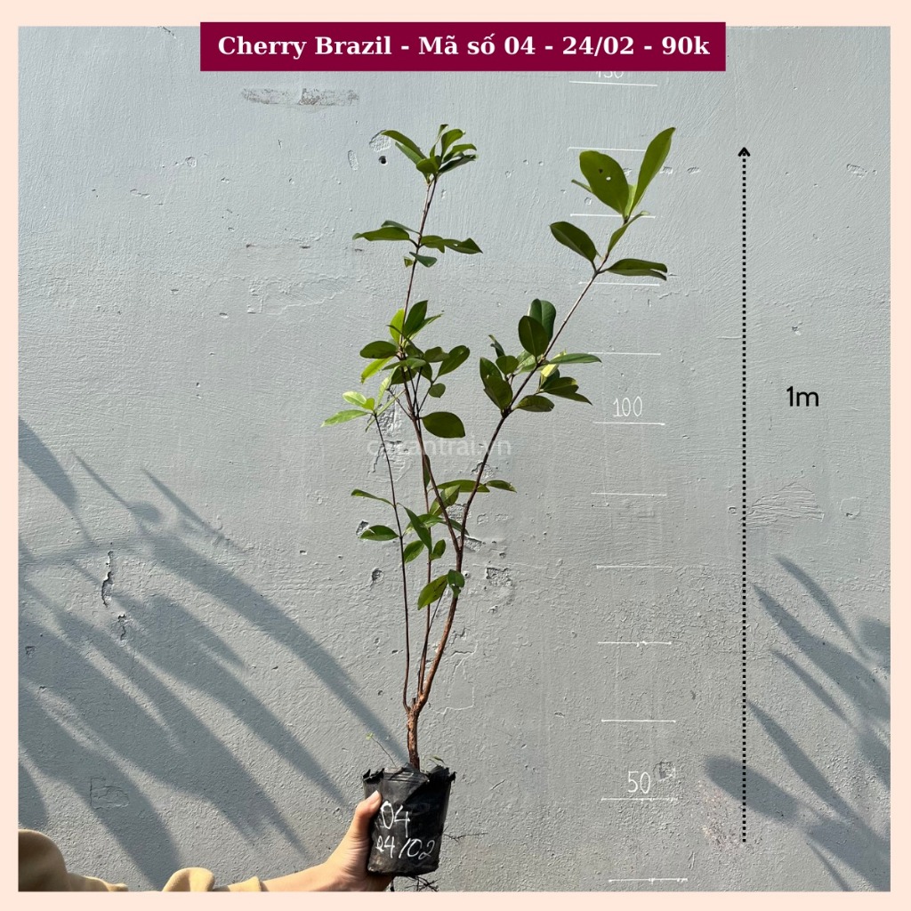 Combo 2 Cây Cherry Brazil
