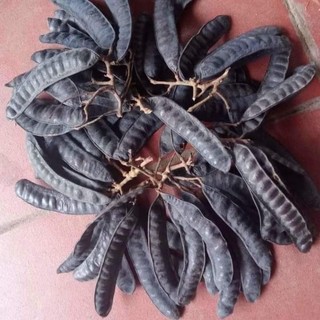 Bồ kết chín cây gội đầu