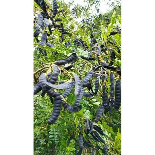 Bồ Kết Chín Cây Gội Đầu 500g