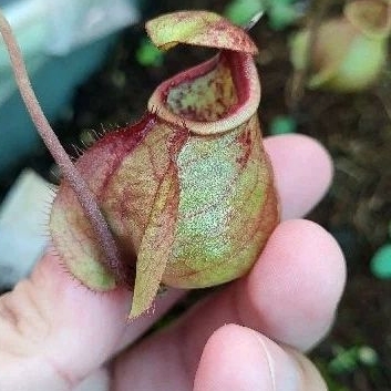 cây nắp ấm Nx viking x( viking x ampullaria )