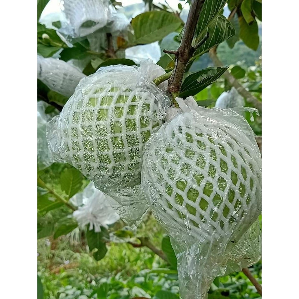 1KG TÚI XỐP BỌC ỔI ĐÃ LỒNG SẴN NILON VÀ THUN ĐEN