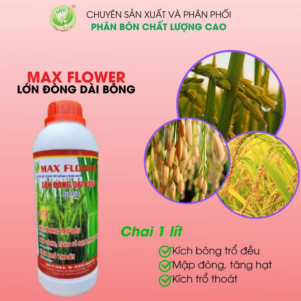 Phân Bón Cho Lúa Lớn Đòng Dài Bông Max Flower Chai 1 Lít - Kích Đòng Trổ Đều, Mập Đòng, Tăng Số Hạt Trên Bông