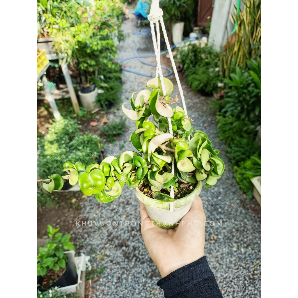 Cây cẩm cù lá xoăn chưa hoa (chỉ giao hỏa tốc HCM)