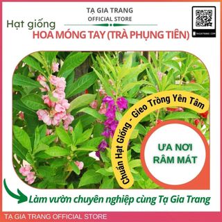Hạt giống hoa móng tay (hoa trà phụng tiên)