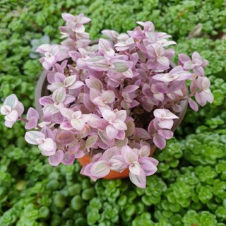 Sen đá sedum pink lady cỏ hồng