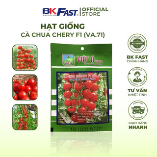 Hạt Giống Cà Chua Cherry F1 BKFAST Cà Chua Bi Siêu Kháng Bệnh Siêu Trái Giòn Ngọt