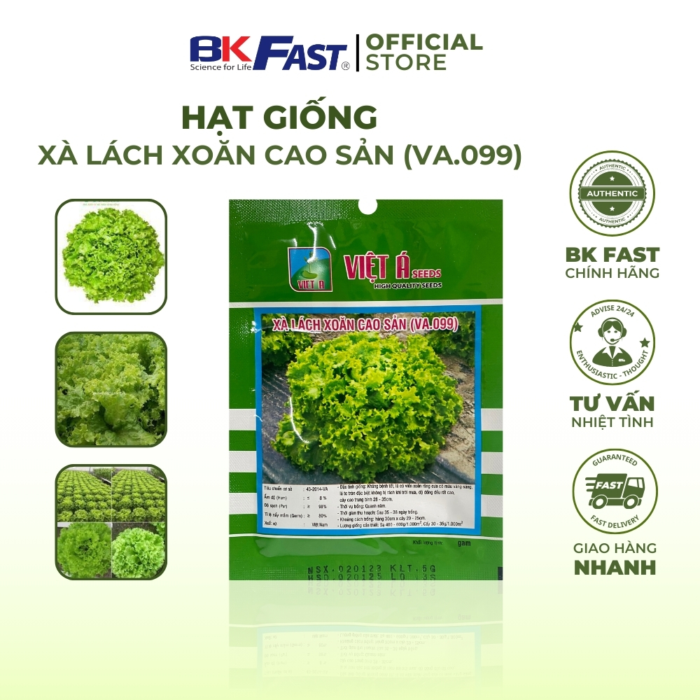 Hạt Giống Xà Lách Xoăn Cao Sản