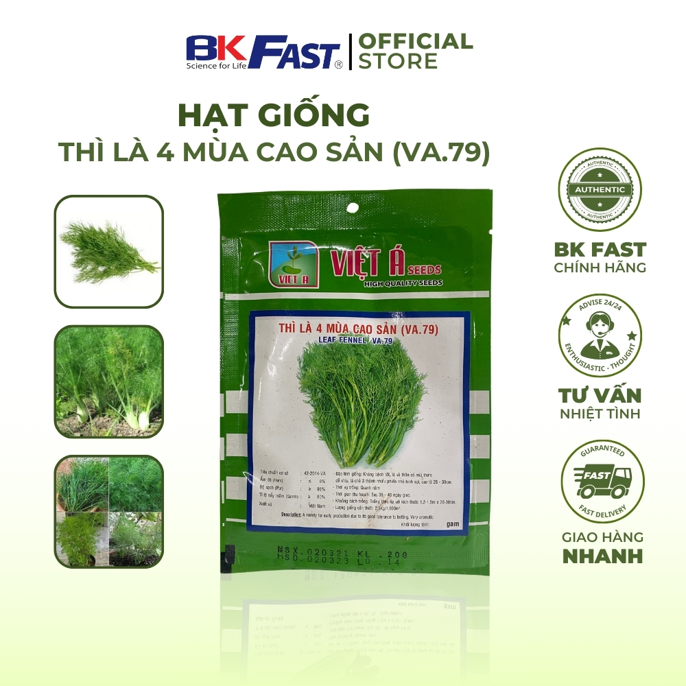Hạt Giống Thì Là 4 Mùa Cao Sản