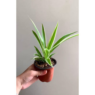 Chậu mềm lan chi / mẫu tử