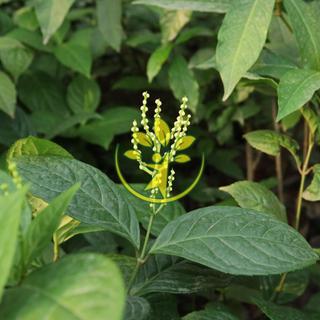 🌿 Bầu giống cây hoa sói pha trà 💥 Tặng kèm thêm phân bón