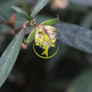🌿 Hoàn ngọc đỏ chuẩn giống