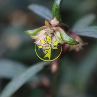 🌿 Hoàn ngọc đỏ chuẩn giống
