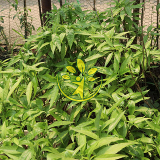 🌿 Bầu giống hoàn ngọc trắng - MUA 1 TẶNG 1