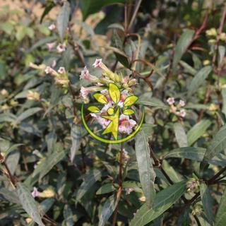 🌿 Hoàn ngọc đỏ chuẩn giống