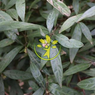 🌿 Hoàn ngọc đỏ chuẩn giống