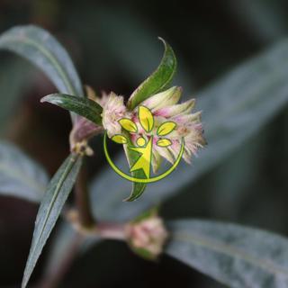 🌿 Hoàn ngọc đỏ chuẩn giống