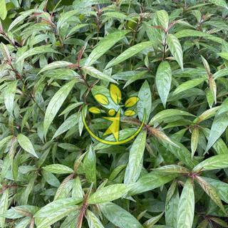🌿 Hoàn ngọc đỏ chuẩn giống