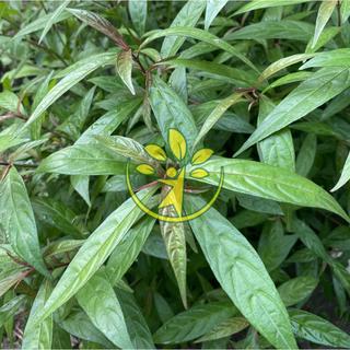 🌿 Hoàn ngọc đỏ chuẩn giống